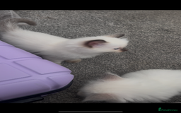 Ragdoll cats for sale: Beautiful Ragdoll kittens  - Image 16