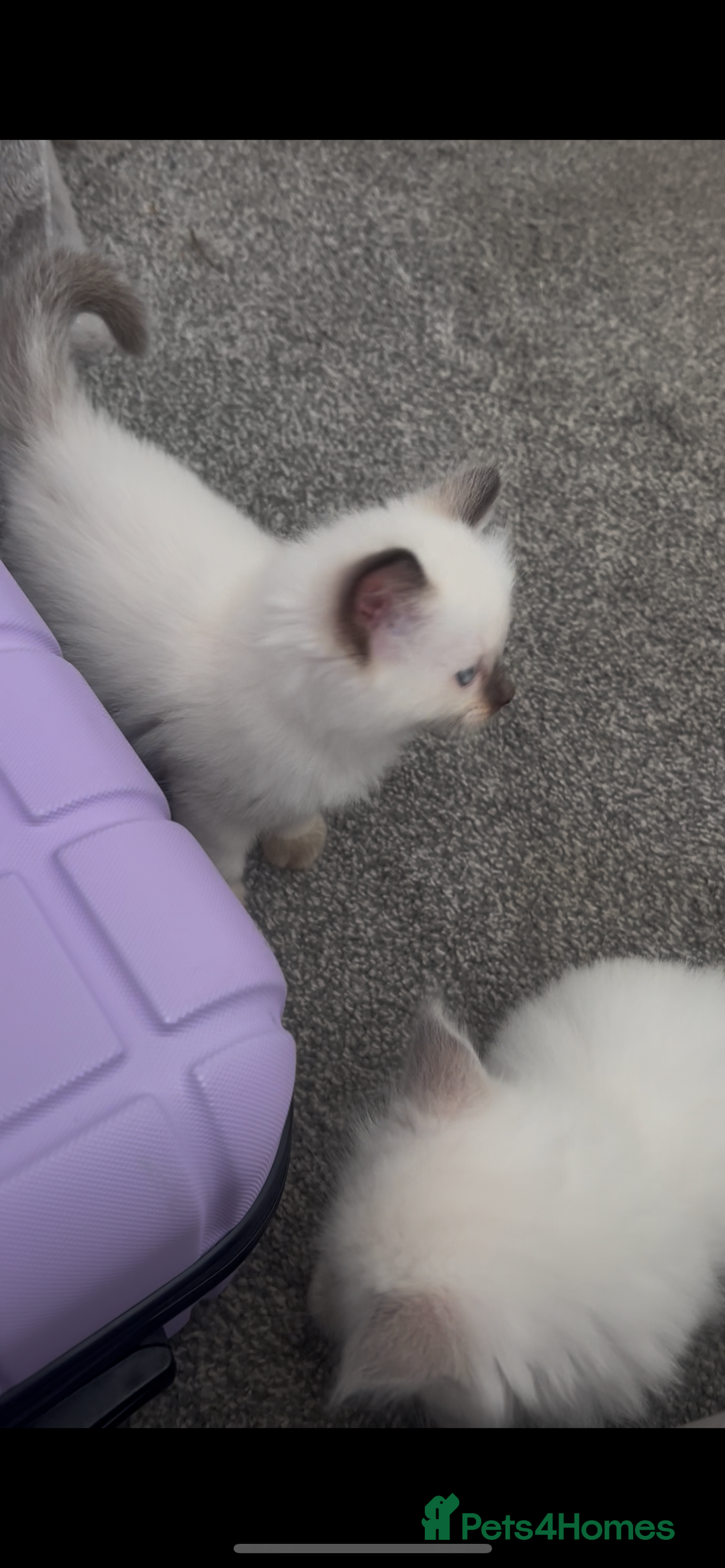 Ragdoll cats for sale: Beautiful Ragdoll kittens  - Image 16