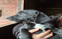 Mixed Breed dogs for sale: Beautiful litter of puppies. Mixed breeds❤️ - Image 12