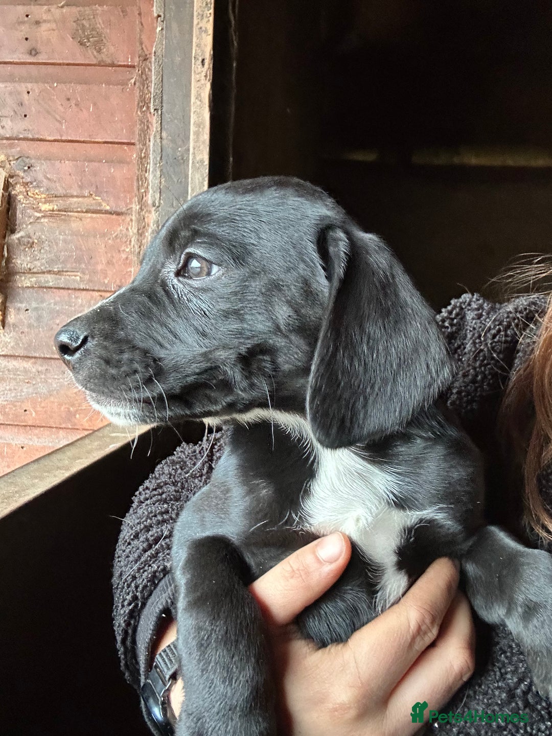 Mixed Breed dogs for sale: Beautiful litter of puppies. Mixed breeds❤️ - Image 12