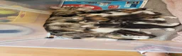 Mixed Breed cats for sale: Mancoon Mix Kittens (6) - Advert 8