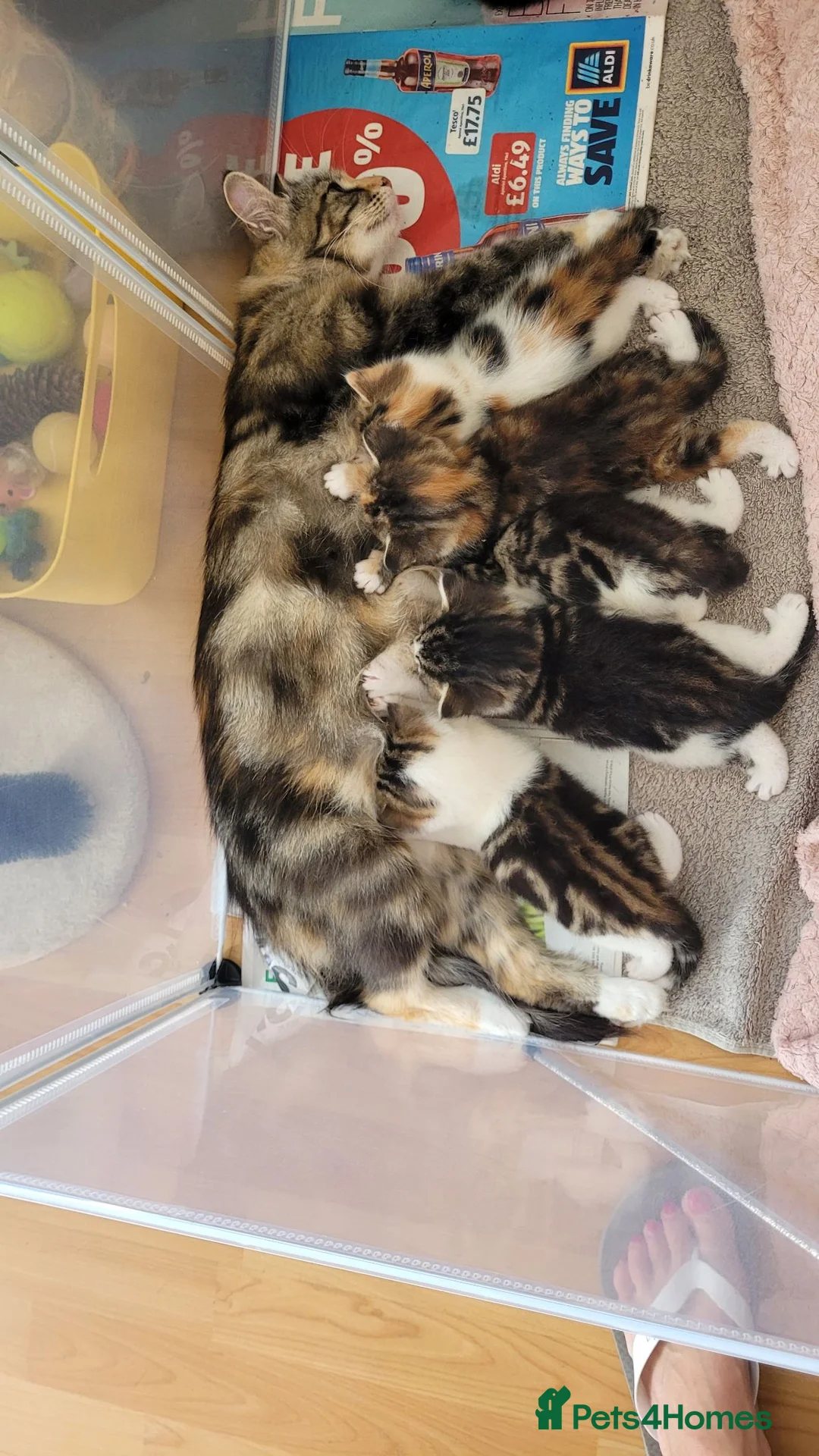 Mixed Breed cats for sale: Mancoon Mix Kittens (6) - Advert 8
