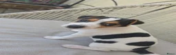 Jack Russell dogs for sale: 9 week old Jack russel male puppy  in Gravesend - Advert 6