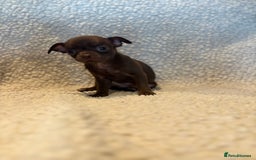 Chihuahua dogs for sale: CHIHUWAHUA PUPPIES. SMOOTH COAT. KC REG. - Image 6