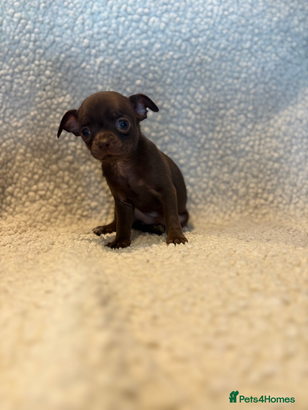 Chihuahua dogs for sale: CHIHUWAHUA PUPPIES. SMOOTH COAT. KC REG. - Image 6