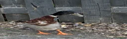 Mixed Breed poultry for sale: Appleyard runner drake in Barnsley - Advert 4