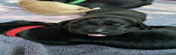 Labrador Retriever dogs for sale: Labrador pups - Advert 5