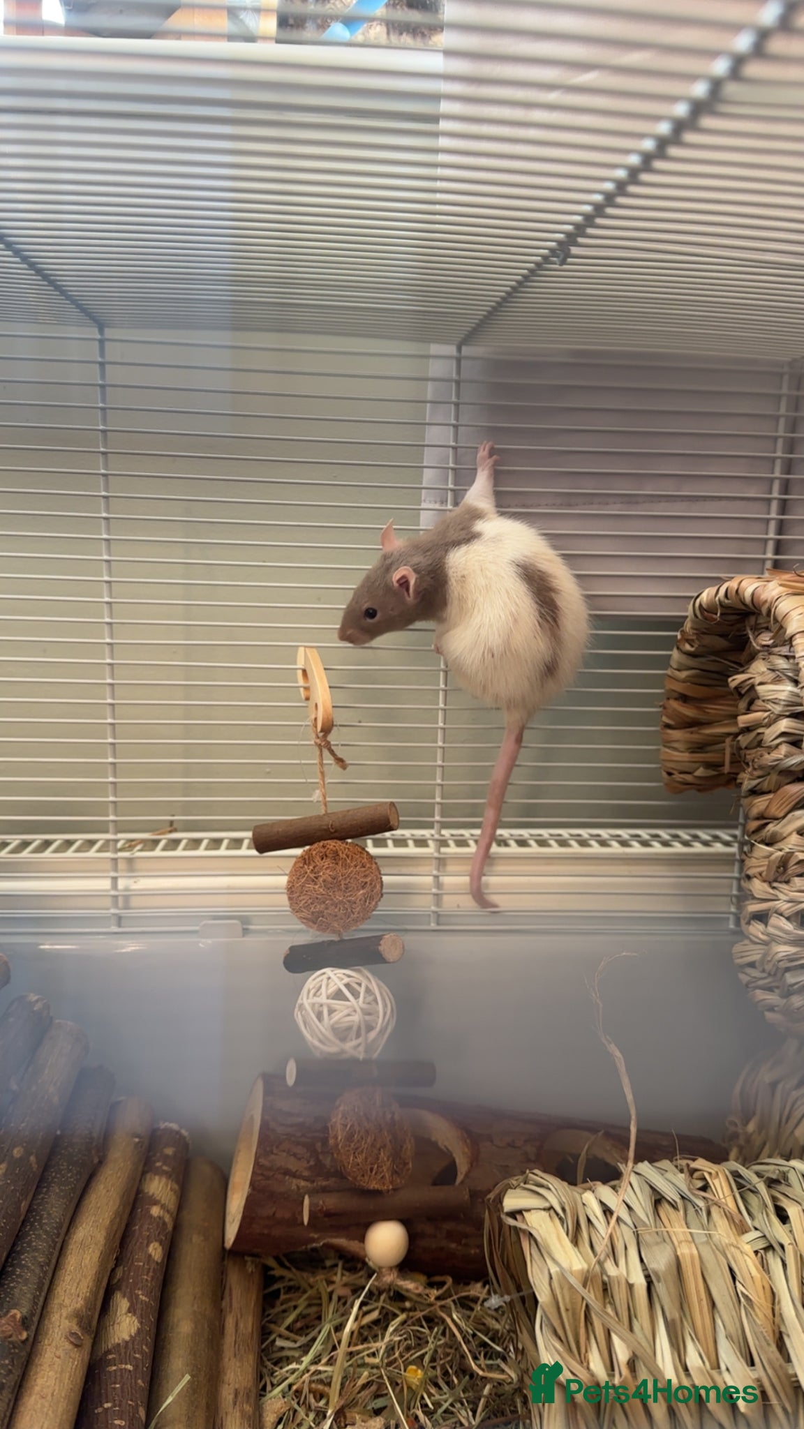 Rat rodents for sale: Baby rats for sale  - Advert 5