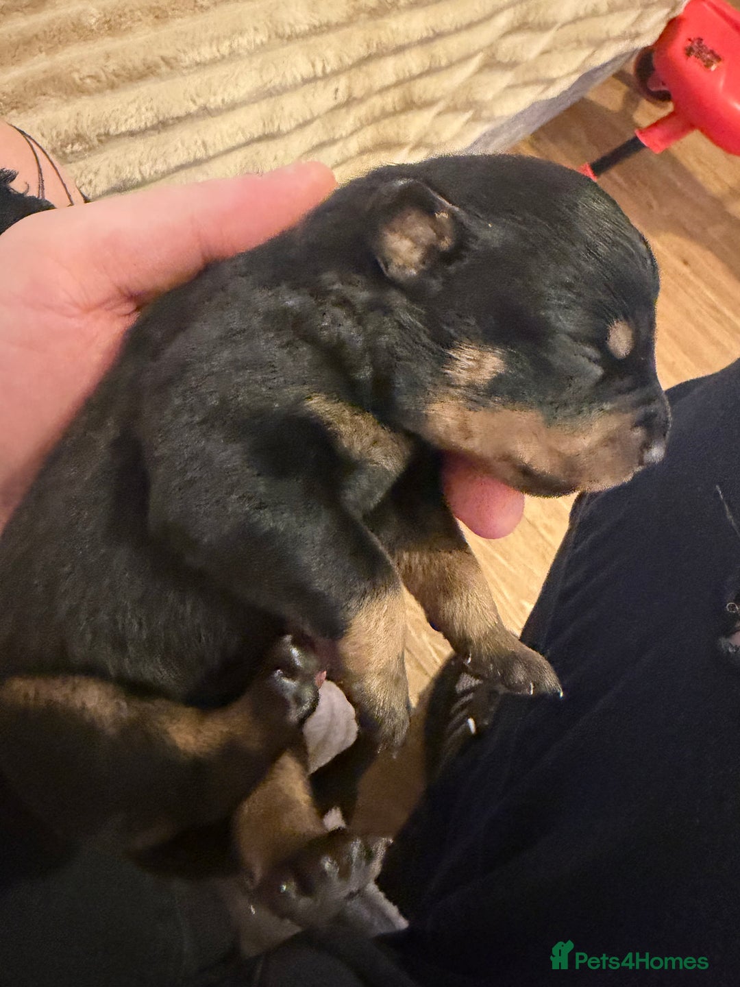 Rottweiler dogs for sale: Chunky Rottweiler puppies! - Advert 27