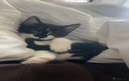 Domestic Shorthair cats for sale: 8 month old DSH - Image 5