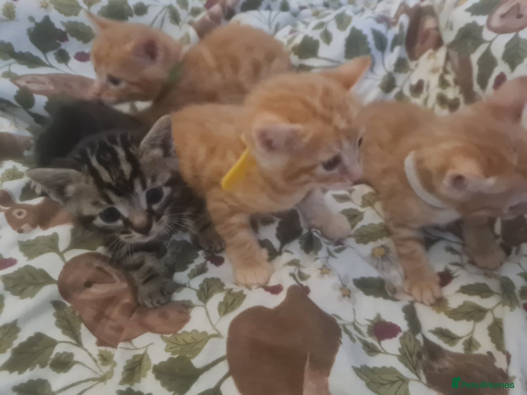 Bengal cats for sale: 💖🐱🐯Cute Half Bengel Kittens🐆🐈‍⬛💖 - Image 1
