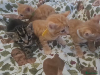 Bengal cats - Advert 16