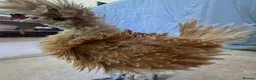Chickens poultry for sale: Frizzle Polish Roo (Buff Laced Chamois) in Beverley - Advert 2