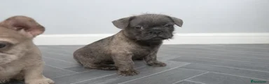 French Bulldog Puppy 3