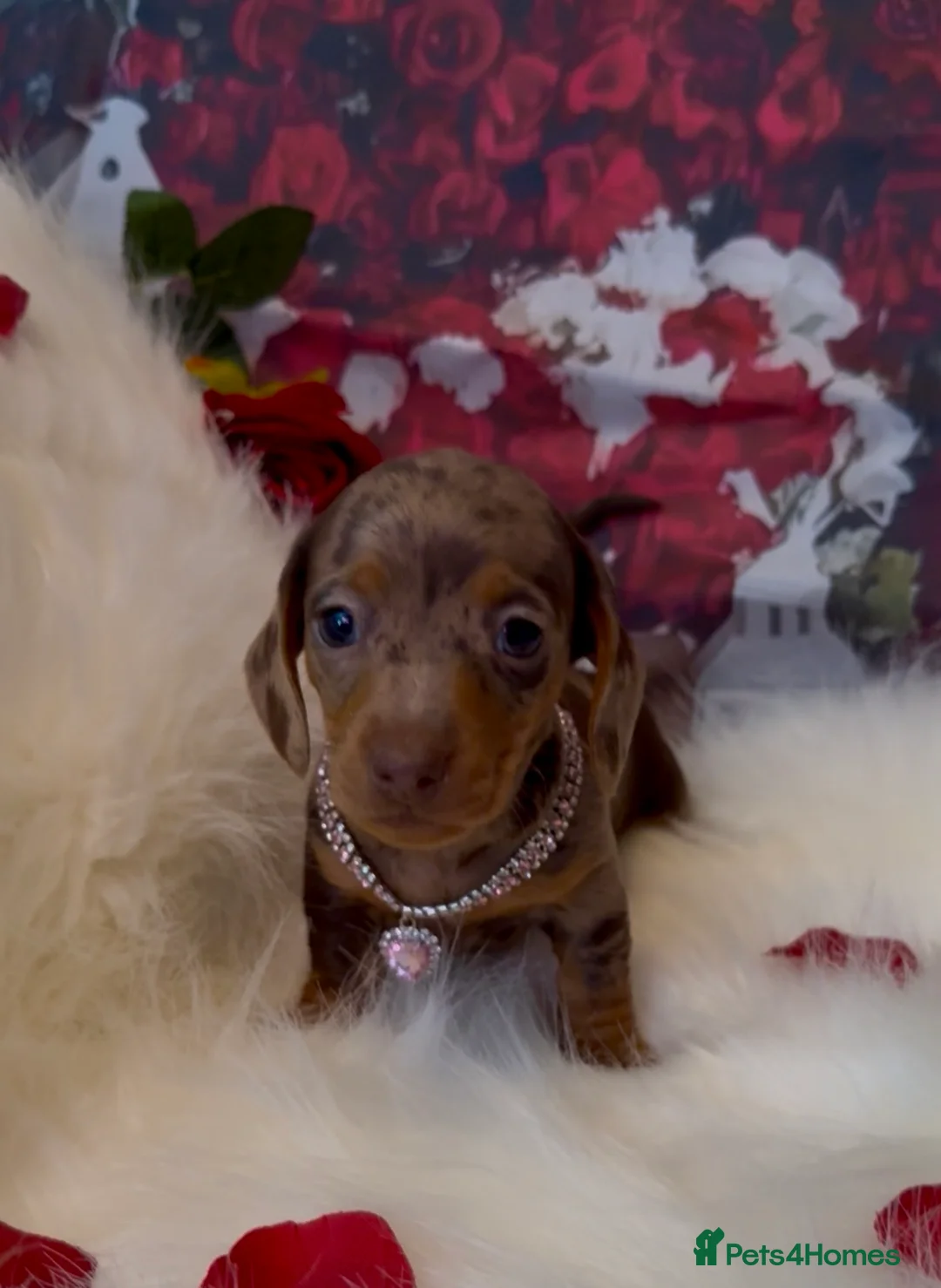 Dachshund dogs for sale: Kc registered miniature smooth daschunds  - Advert 2