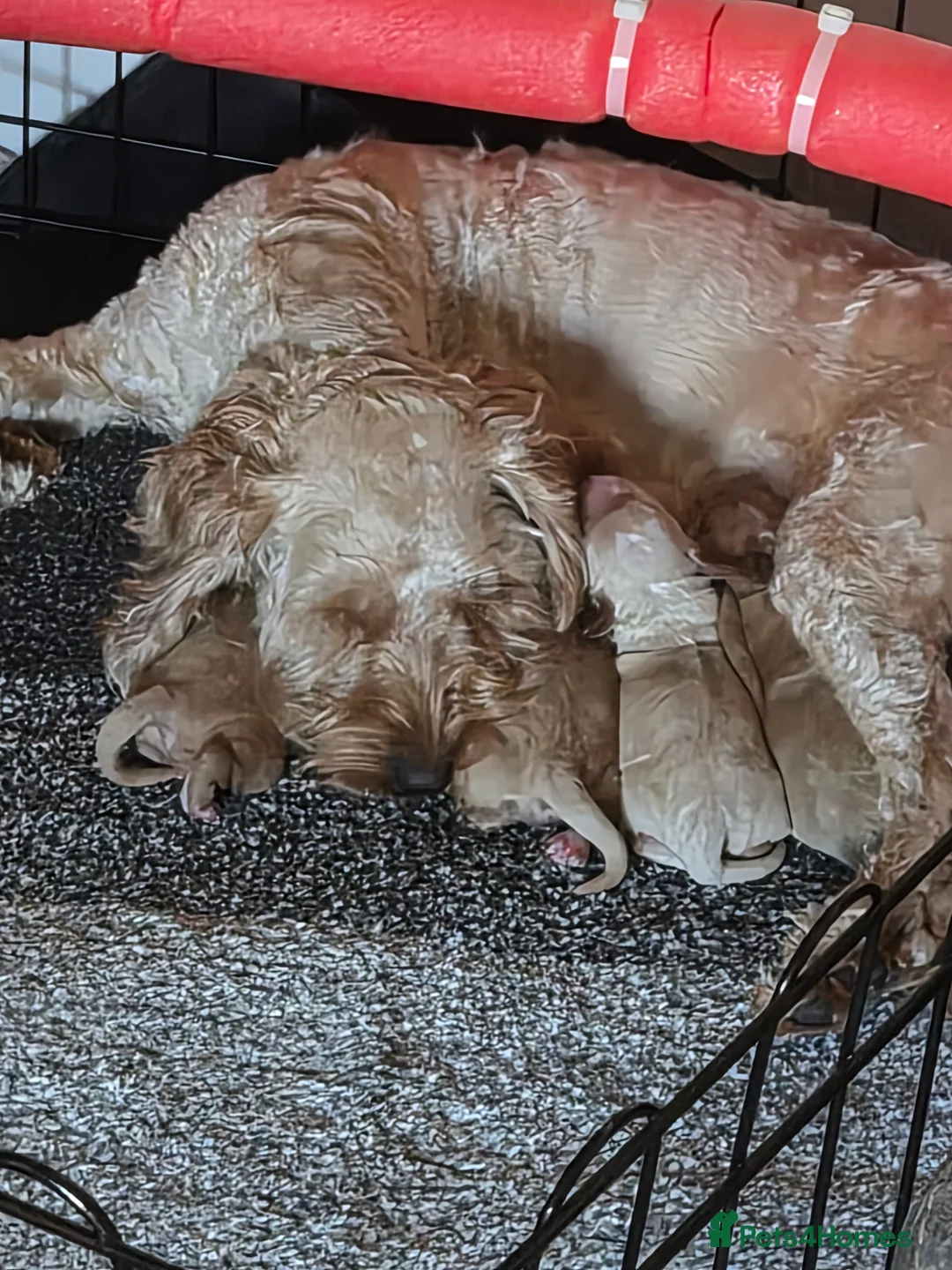 Cockapoo dogs for sale: Female Red Fox Cockapoo Puppies for sale - Advert 2