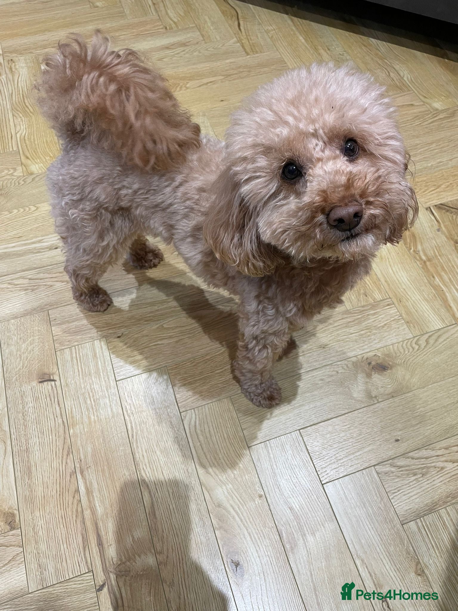 Miniature Poodle dogs Beautiful Miniature Poodle Puppies - Advert 2