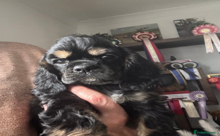 American Cocker Spaniel dogs KC reg American puppies - Advert 1