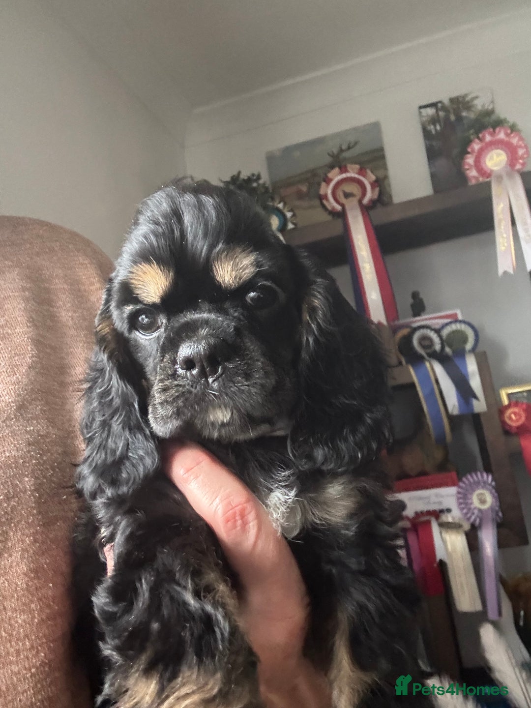 American Cocker Spaniel dogs for sale: KC reg American puppies - Advert 1
