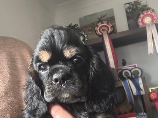 American Cocker Spaniel dogs KC reg American puppies - Advert 14