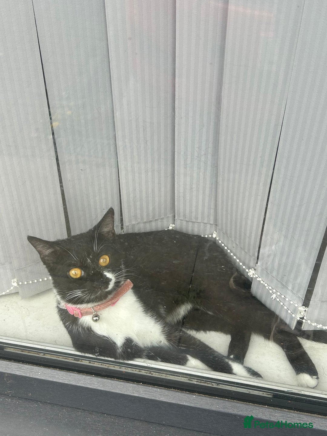 Domestic Shorthair cats for sale: Binkey  - Image 3