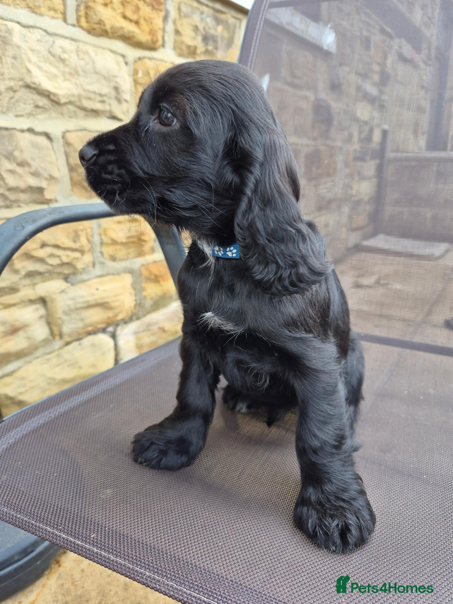 Cocker Spaniel dogs Last 2 working Cocker spaniel puppies  - Advert 4