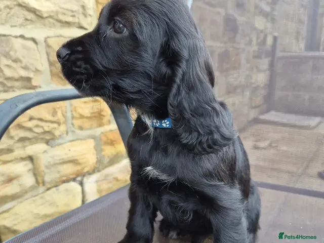 Cocker Spaniel dogs Last 2 working Cocker spaniel puppies - Advert 4