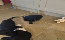 Labradoodle dogs for sale: Labradoodle F1B back to labrador - Image 14