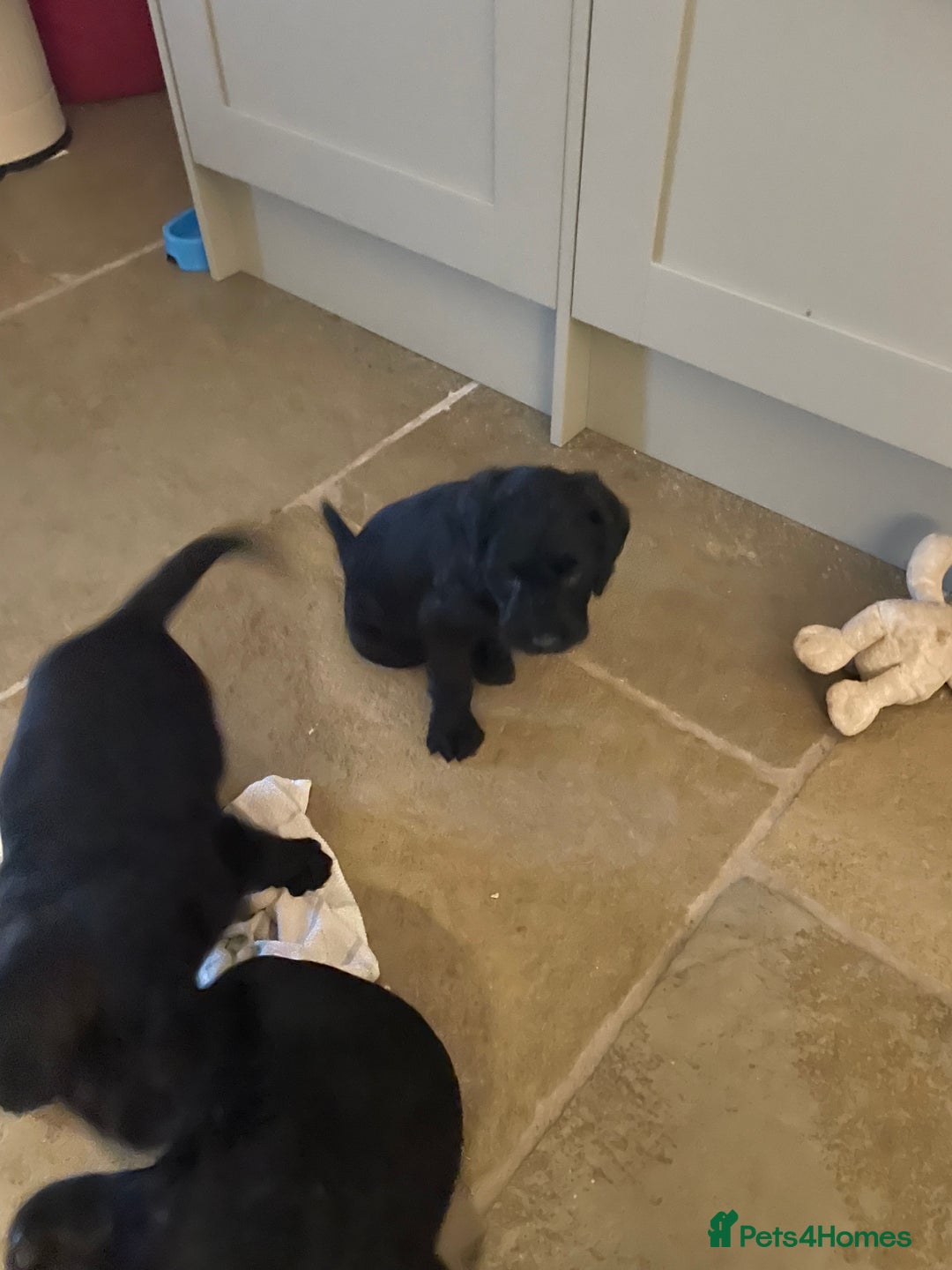 Labradoodle dogs for sale: Labradoodle F1B back to labrador - Image 14