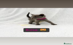 Russian Blue cats for sale: ❤️ BEAUTIFUL RUSSIAN BLUES❤️ - Image 3