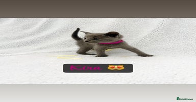 Russian Blue cats - Advert 1