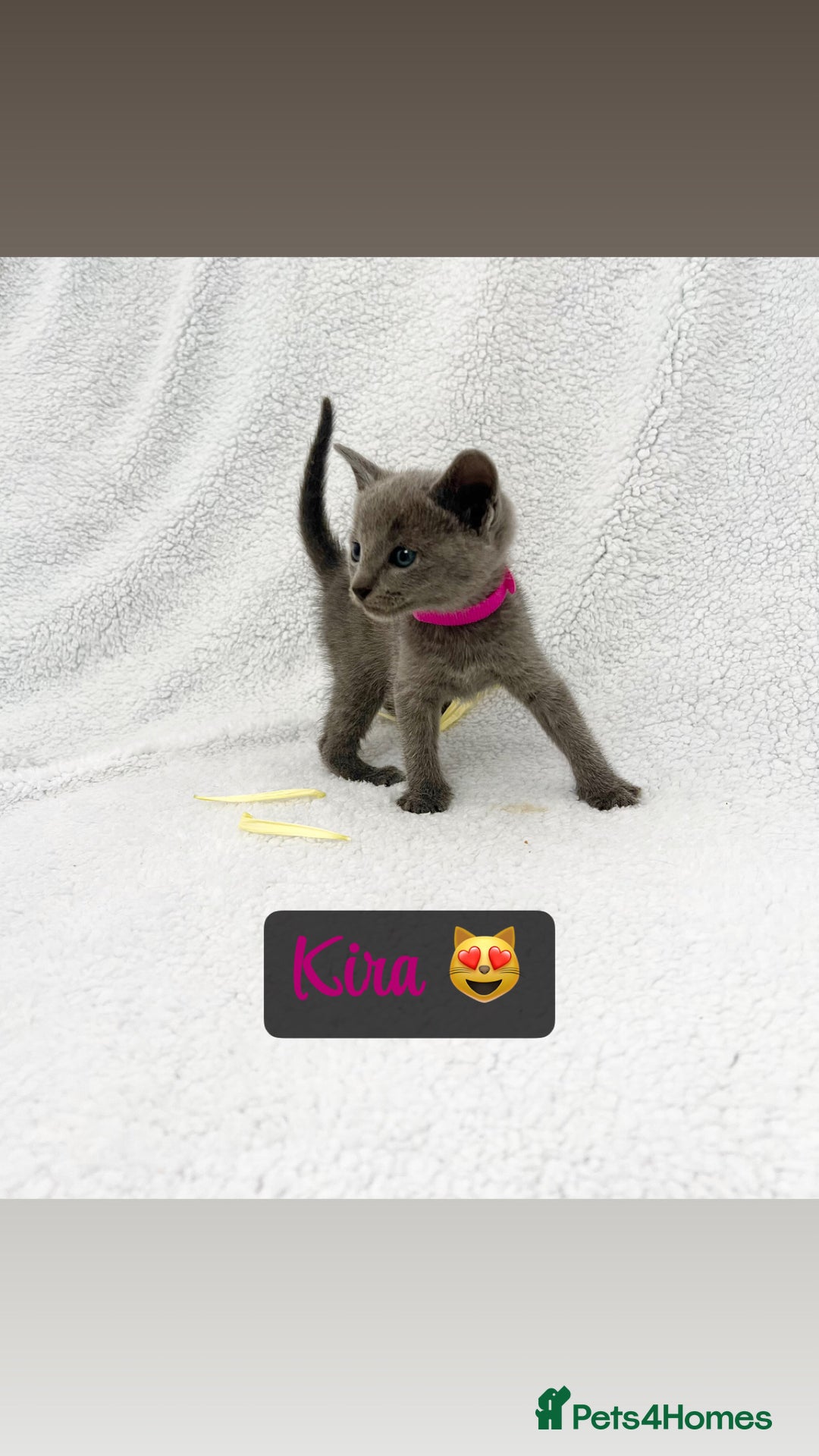 Russian Blue cats for sale: ❤️ BEAUTIFUL RUSSIAN BLUES❤️ - Image 3