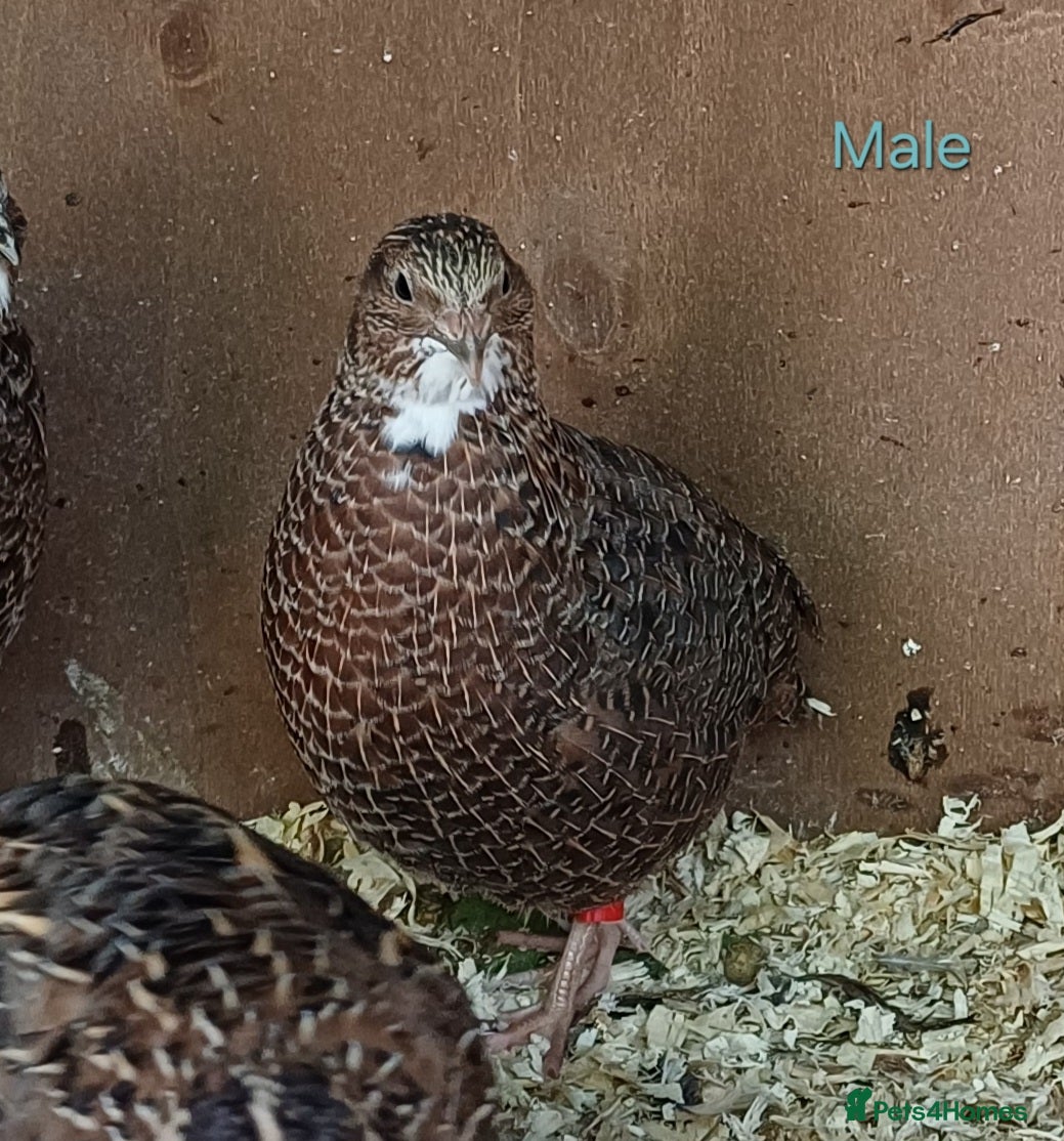 Quail poultry Coturnix quail - Advert 18