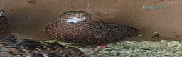 Quail poultry for sale: Coturnix quail - Advert 1