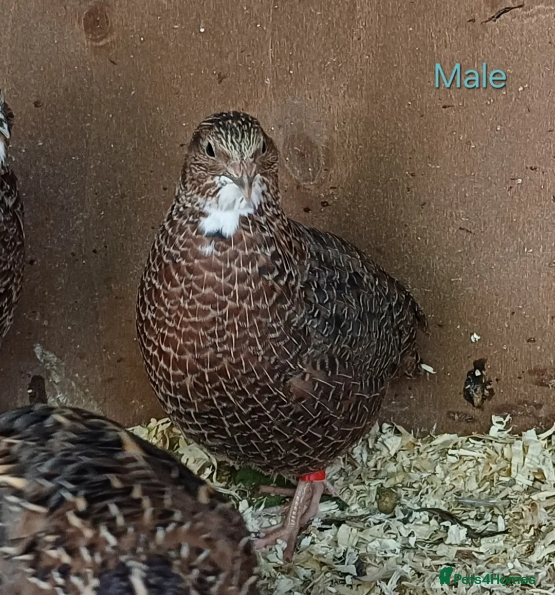 Quail poultry for sale: Coturnix quail - Advert 1