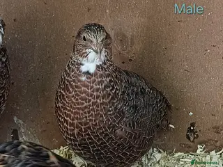 Quail poultry Coturnix quail - Advert 18