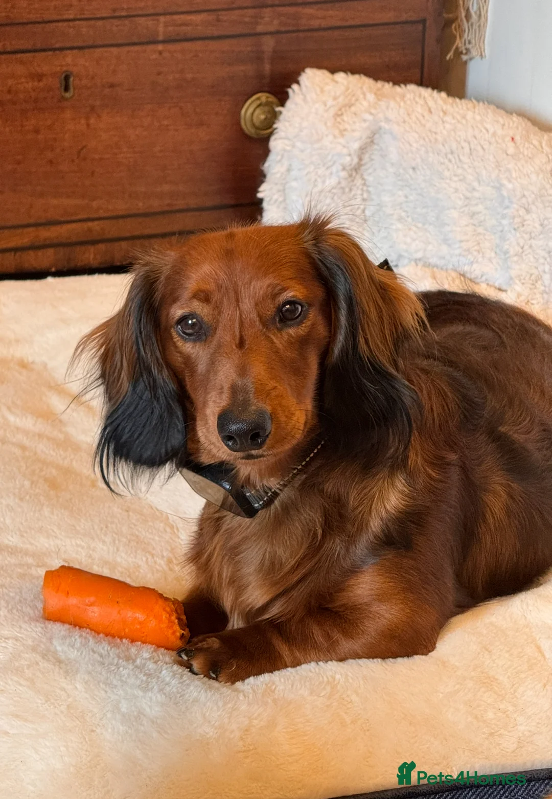 Dachshund dogs for sale: Charlie the Dachshund  - Advert 14