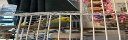 Budgerigars birds for sale: 2 budgies with there own cage set up  in Walton on the Naze - Advert 8