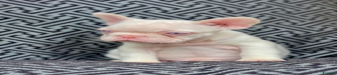 French Bulldog Puppy 5