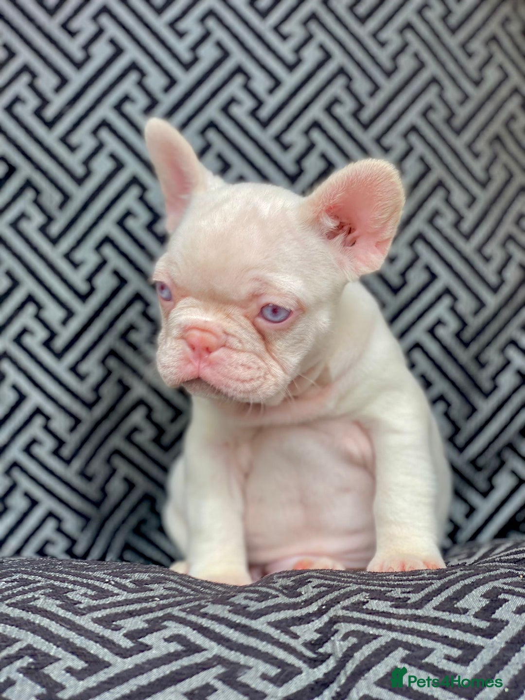 French Bulldog dogs for sale: Unique Pink/Fluffy French bulldogs READY - Image 7