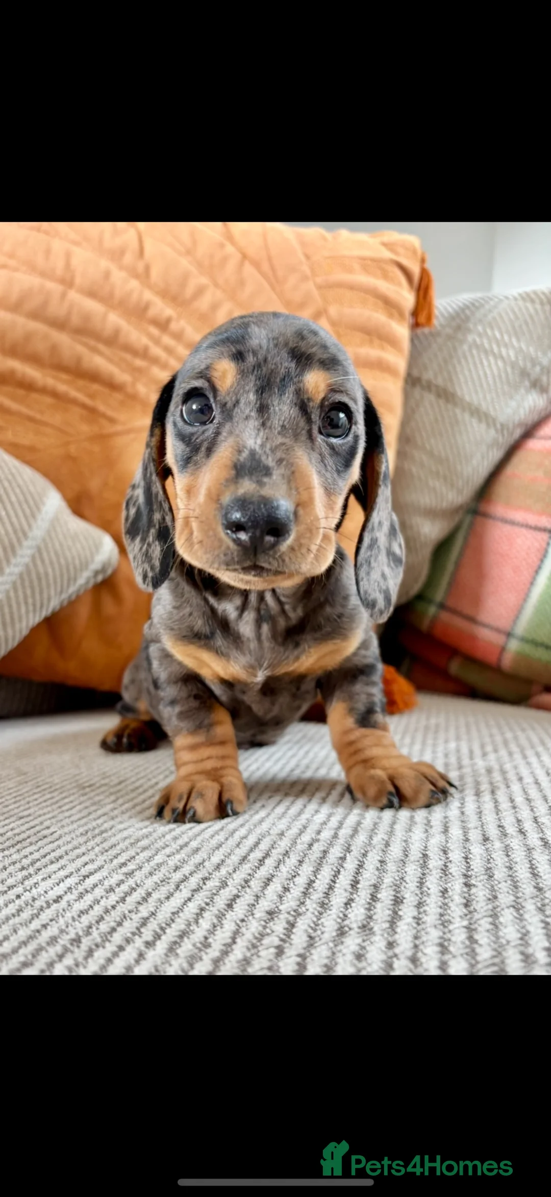 Dachshund dogs for sale: BEAUTIFUL MINI DACHSHUNDS PRA CLEAR & KC REG - Advert 1