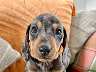 Dachshund dogs BEAUTIFUL MINI DACHSHUNDS PRA CLEAR & KC REG - Advert 18