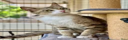 Mixed Breed cats for adoption: Special Female Cat for Indoor Only Adoption - Advert 2