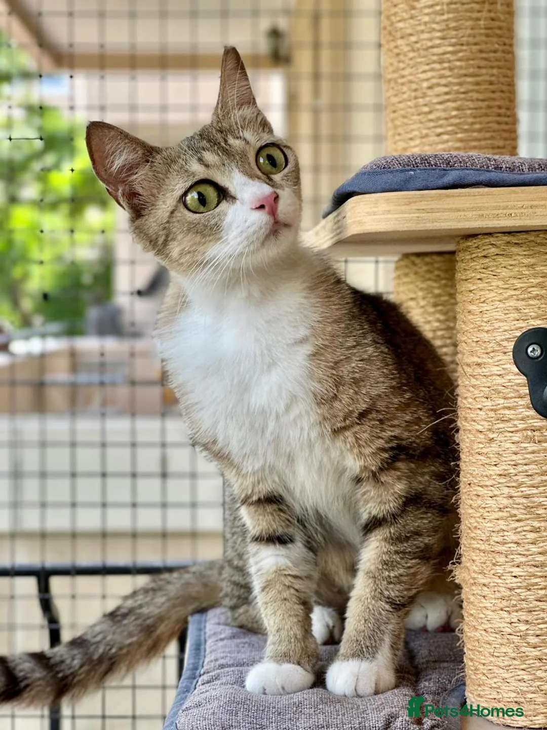 Mixed Breed cats for adoption: Special Female Cat for Indoor Only Adoption - Advert 2
