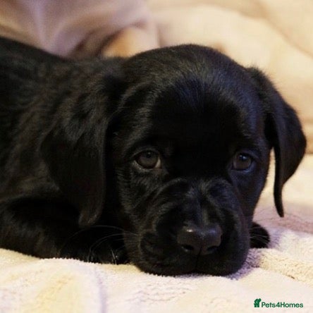 Labrador Retriever dogs EXTENSIVELY HEALTH TESTED KC CHUNKY LABRADORS  - Advert 11