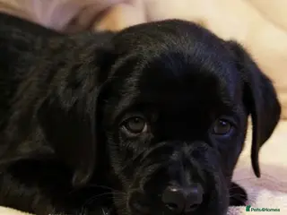 Labrador Retriever dogs EXTENSIVELY HEALTH TESTED KC CHUNKY LABRADORS - Advert 11