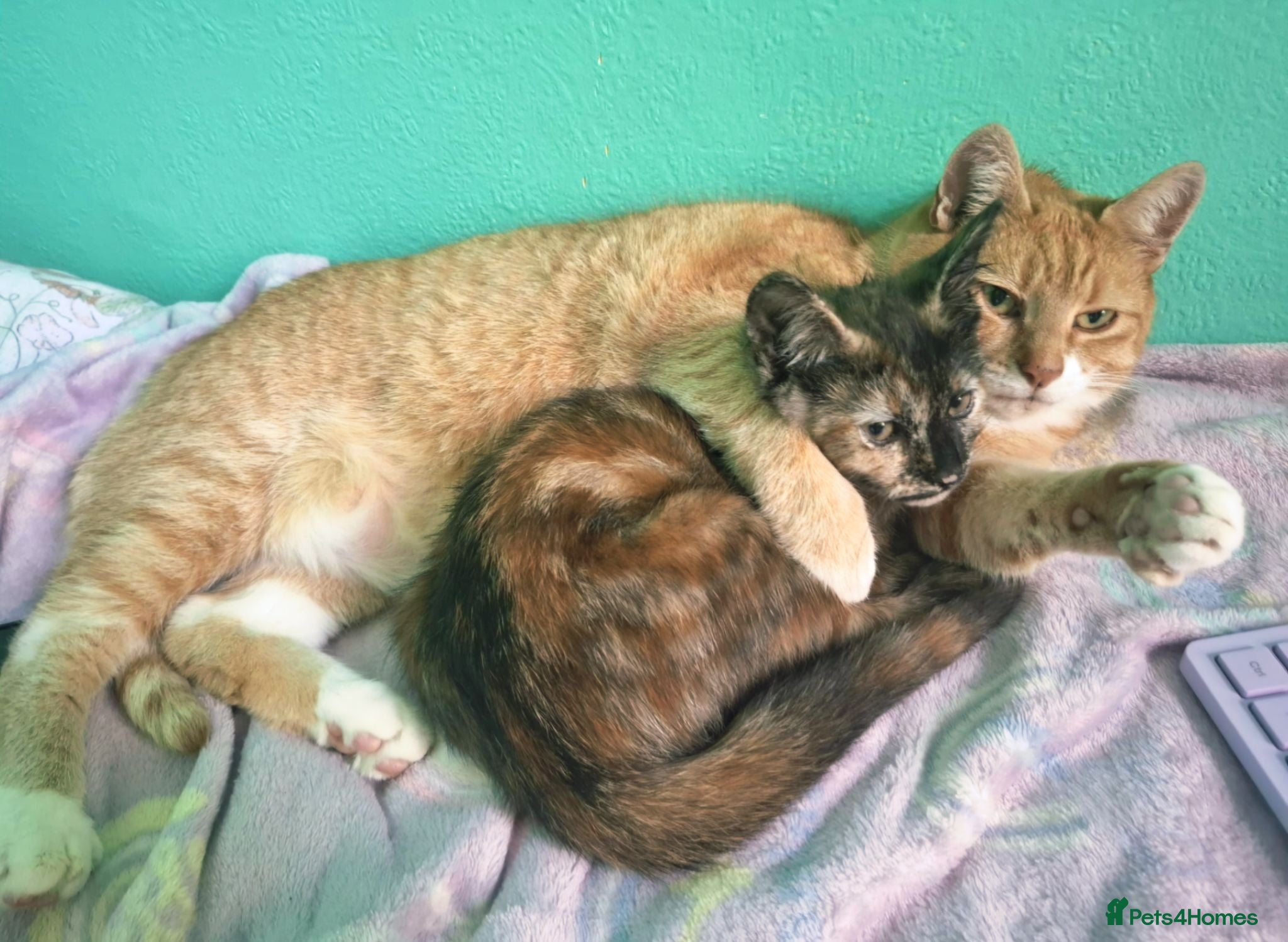 Mixed Breed cats Lovely Kittens 😻 - Advert 1