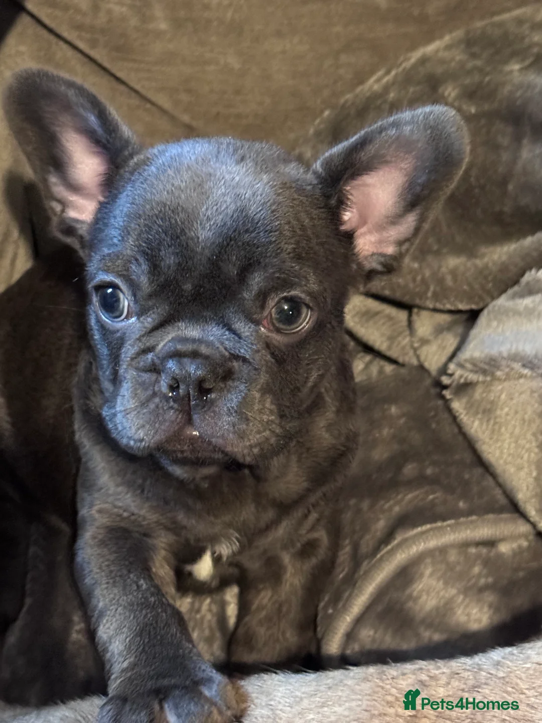 French Bulldog dogs for sale: French bulldog puppy  - Advert 1