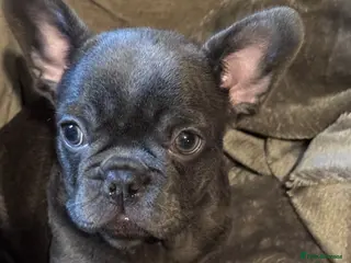 French Bulldog dogs French bulldog puppy - Advert 12