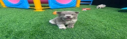 Chow Chow dogs for sale: Stunning exotic colour chowski puppies for sale  - Advert 30